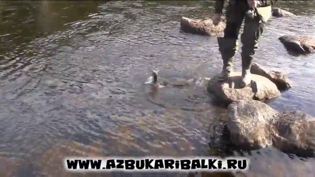 Рыбалка в Карелии. Река Писта. Ловля на бомбарду. смотреть онлайн