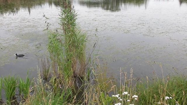 Ондатра, лысухи и кряквы с птенцами. Птичий переполох. смотреть онлайн