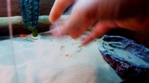 Террариум для бородатой агамы!(извиняюсь оговорился размер 80*40*40см) vivarium for breaded dragon!