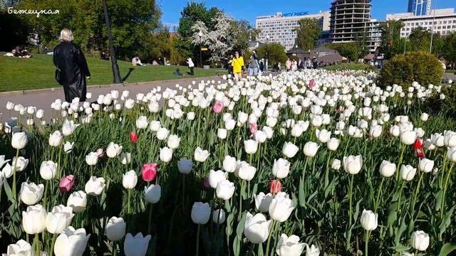 Тюльпановый рай. Самые красивые тюльпаны на улицах Москвы