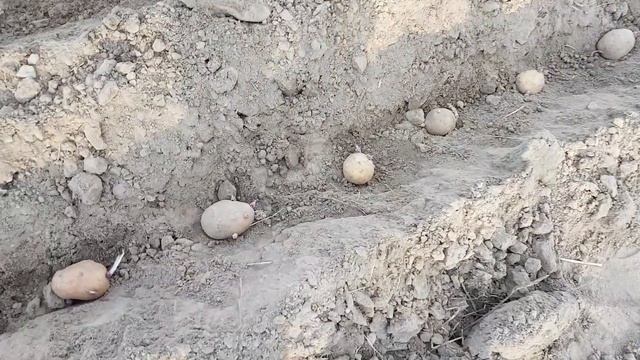 24 апреля 2020 г.Как посадить картофель.Сажаем под мотоблок. смотреть онлайн