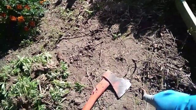 Неудобные растения в саду и их замена