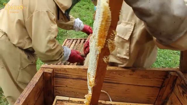 Забираем из улья майский мёд смотреть онлайн