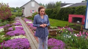 Немного о флоксе шиловидном.