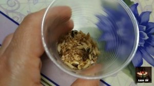 КАК Я ВЫКАРМЛИВАЛА ПТЕНЦА СТРИЖА