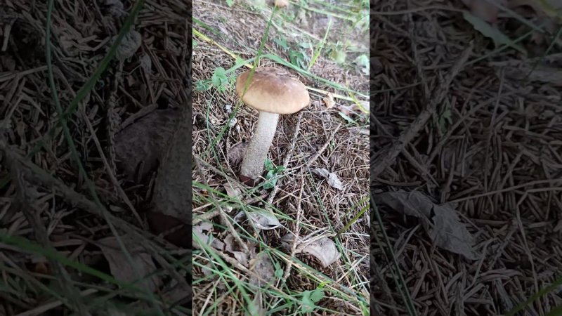 #грибы #лес #темныйэльф