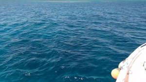 ДОМ ДЕЛЬФИНОВ ХУРГАДА ЕГИПЕТ- плаваем с дельфинами в Красном море!