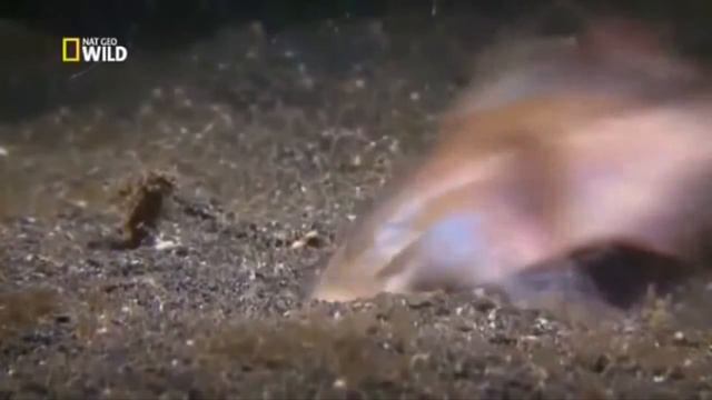 Гигантский кольчатый червь смотреть онлайн