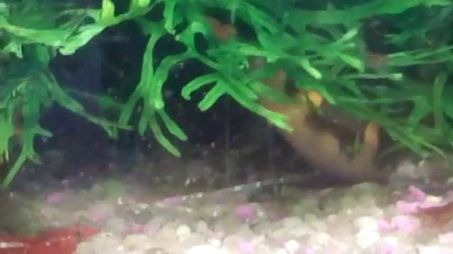 Аканты, и снова аканты смотреть онлайн