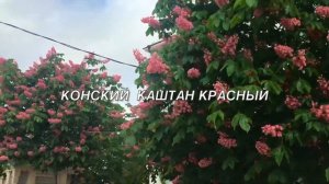 Как цветут каштаны. Белый и красный конский каштан. How chestnuts bloom.