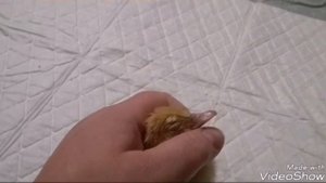 Самый точный метод опредениения пола мускусных утят от 0 до суток.