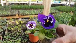 виола чем подкормить для обильного пышного цветения.mp4