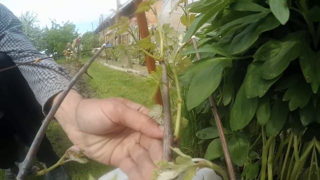 Мой виноградник в мае. Виноградник Вадима Точилина