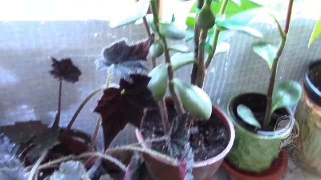 ПЛЮЩ. ОСЕННЯЯ ОБРЕЗКА И ПОСАДКА ПЛЮЩА. смотреть онлайн