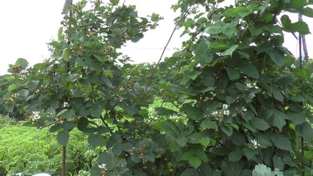 Бесшипная ежевика Трайная Корона смотреть онлайн