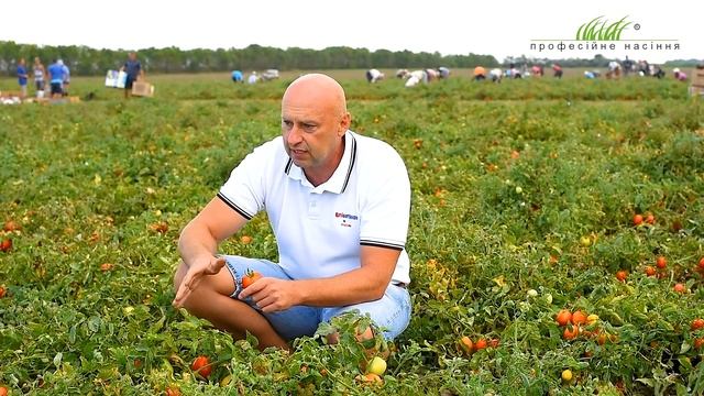 Секреты выращивания раннего томата Бинго F1 смотреть онлайн