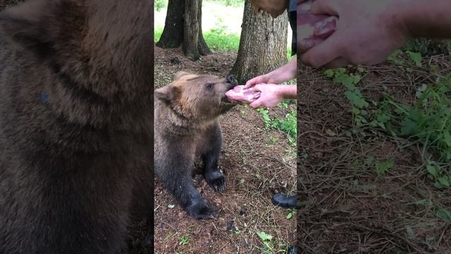 Медвежонок Том 05.06.2020 Даём мясо медвежонку