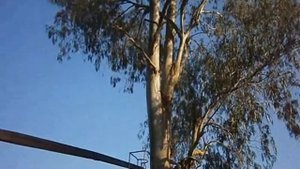 Эвкалиптовый веник для бани.wmv