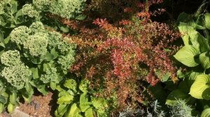 Барбарисы в моем саду.Краткий обзор сортов.