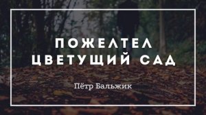 Пожелтел цветущий сад... (Встреча у престола) – Пётр Бальжик