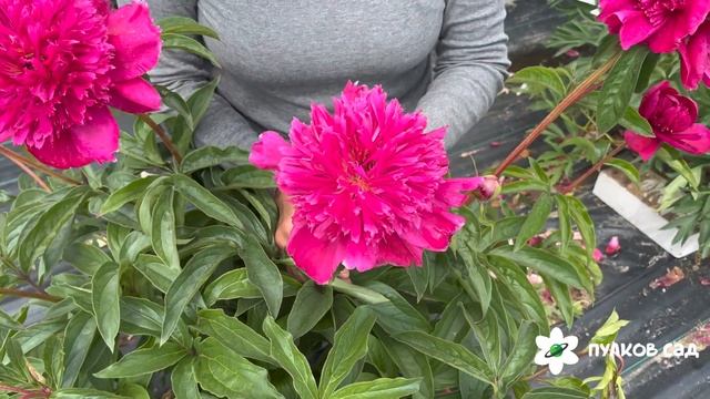 Albert Niva peony. Альберт Нива пион. Пулков сад смотреть онлайн