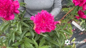 Albert Niva  peony. Альберт Нива пион. Пулков сад