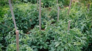 ТОМАТ АРБУЗНЫЙ - СРЕДНЕСПЕЛЫЙ СОРТ С ХОРОШИМ ИММУНИТЕТОМ И  СОЧНЫМИ, НЕЖНЫМИ ПЛОДАМИ