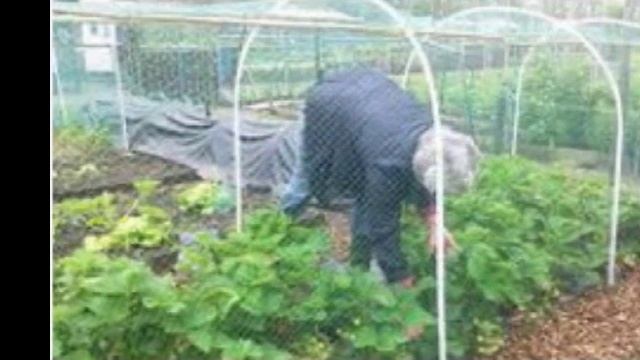 Как уберечь спелую ягоду от птиц смотреть онлайн