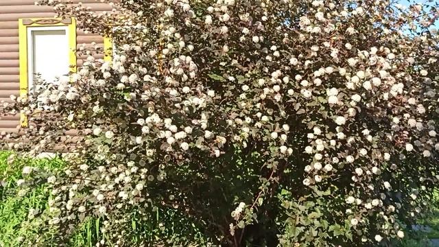 Пузыреплодник "Диабло" смотреть онлайн