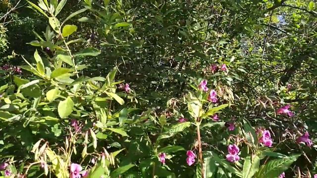 Недотрога - ресторан для шмелей. смотреть онлайн