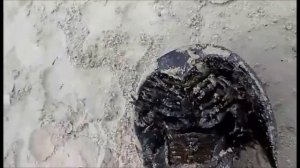 Страшные обитатели Атлантического океана. Брайтон Бич