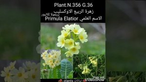 زهرة الربيع الاوكسليب بريمولا إلاتيور الاسم العلمي Primula Elatior