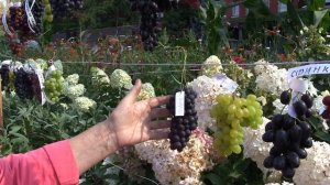 5-я клубная выставка винограда в Аптекарском огороде МГУ 7 сентября 2019 г. Виноград Черкасовой Юли