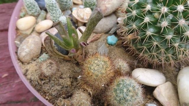 Кактусы цветут! Маммилярия, гуэрния. Посев кактусов и первые сходы.