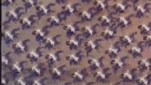 Сказание про Игорев поход, мультфильм, 1972, "Киевнаучфильм" режиссер Нина Василенко