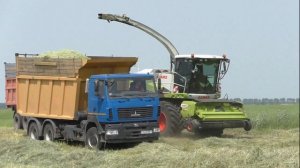 Заготовка сенажа в оАо Колядичи/ CLAAS JAGUAR 870. 4 ч