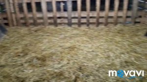 ПЕРЕЕЗД БАРАНОВ В САРАЙ ИЗ ГОРБЫЛЯ// ПЕРВАЯ ПРОГУЛКА ОВЕЦ ЗА ЗИМУ// СЕЗОННОЕ ОБСЛУЖИВАНИЕ ОВЕЦ