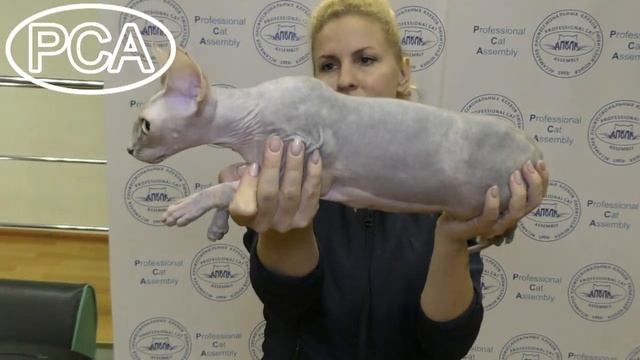 Лилово-черепаховая кошка канадский сфинкс. Выставка кошек PCA on-line.