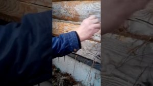 быстро законопатить баню
