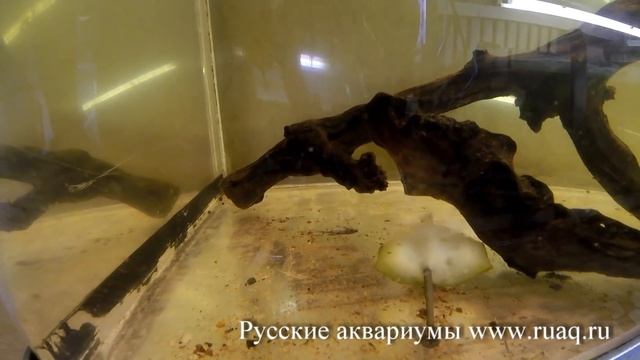 Как выбрать аквариум смотреть онлайн