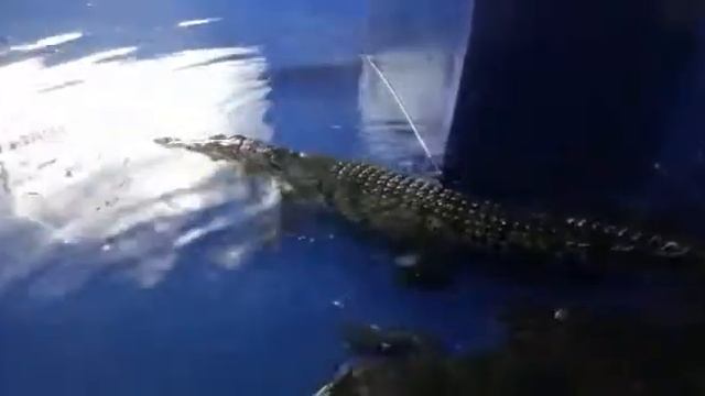 Хищники. Сочинский Океанариум Аквариум и Морской зоопарк на Новой Мацесте смотреть онлайн