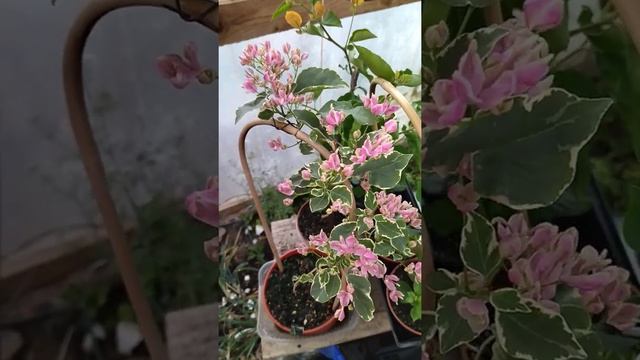 Моя новинка сезон 2022,очень красивая #бугенвиллия. смотреть онлайн