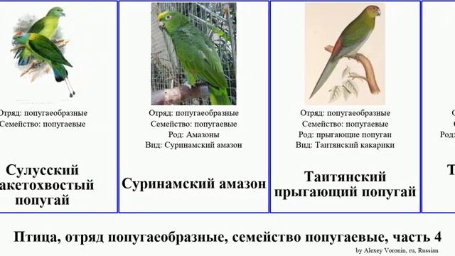 Птица, отряд попугаеобразные, семейство попугаевые, часть 4 попугай амазон лори попугайчик ара