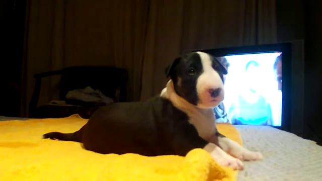 DSCF3913 смотреть онлайн