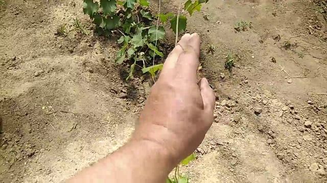 Теплица под виноград смотреть онлайн