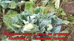 Убираю капусту среднеспелых сортов, потому что она начала трескаться после дождей