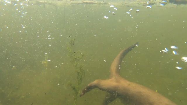 Vidra - Lutra Lutra (podvodni snimak) смотреть онлайн