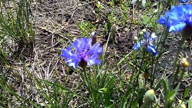 Василек в Сибири_Cornflower in Siberia