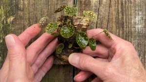 Episode 39 Lepanthes telepogoniflora. Learning from my mistakes with some miniature orchids.