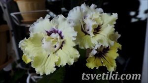Стрептокарпус: желтая миниатюра